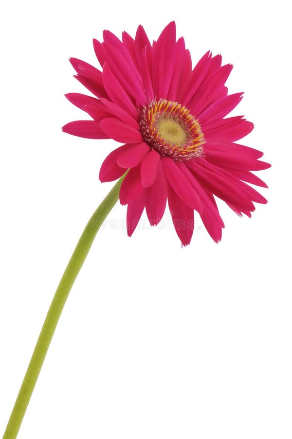 Gerbera flower