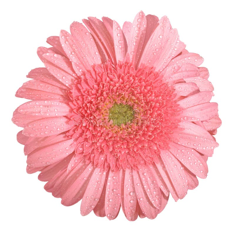 Gerbera flower