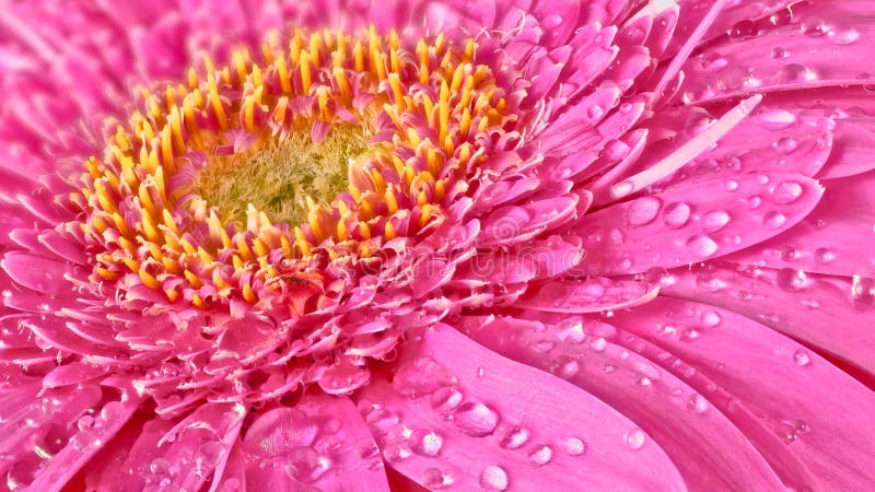 Gerbera flower background