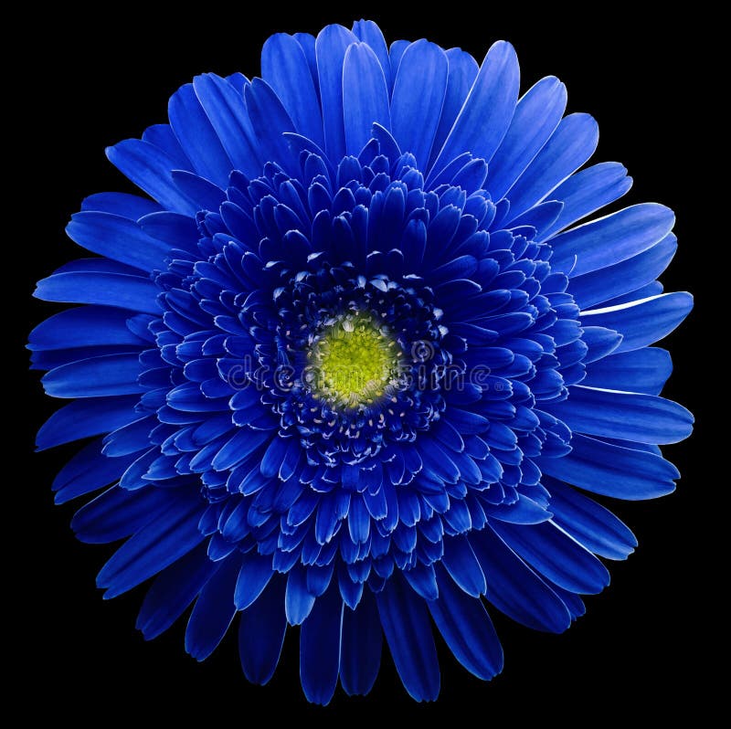 Gerbera Flower Blue. Flower Isolated on Black Background. No Shadows with  Clipping Path. Close-up Stock Photo - Image of background, leaves: 163359066