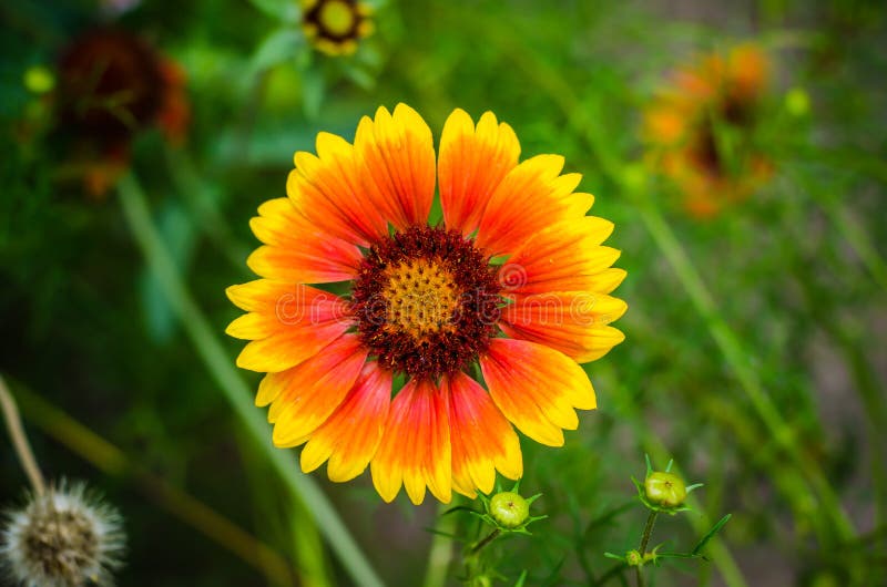 Gerbera Flower In Wildlife Stock Image Image 37109341