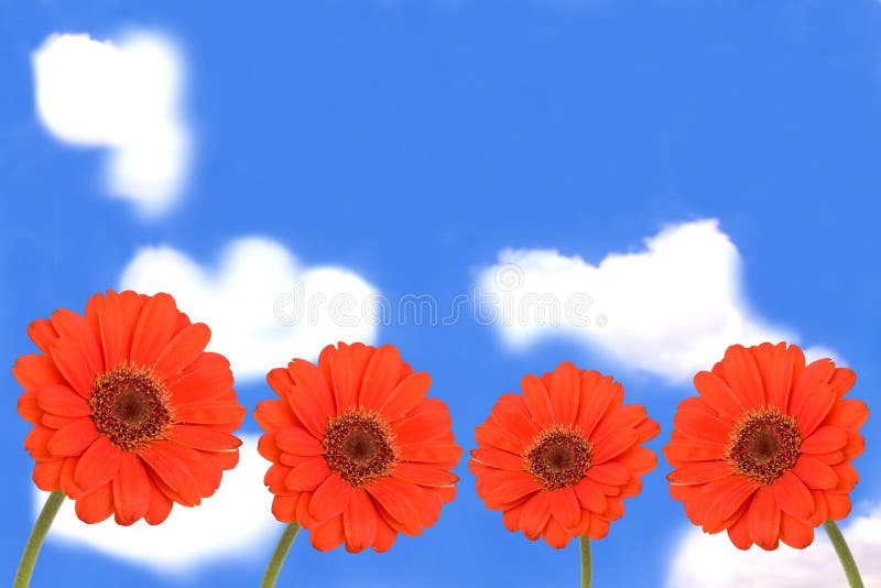 Gerbera flowers on blue sky