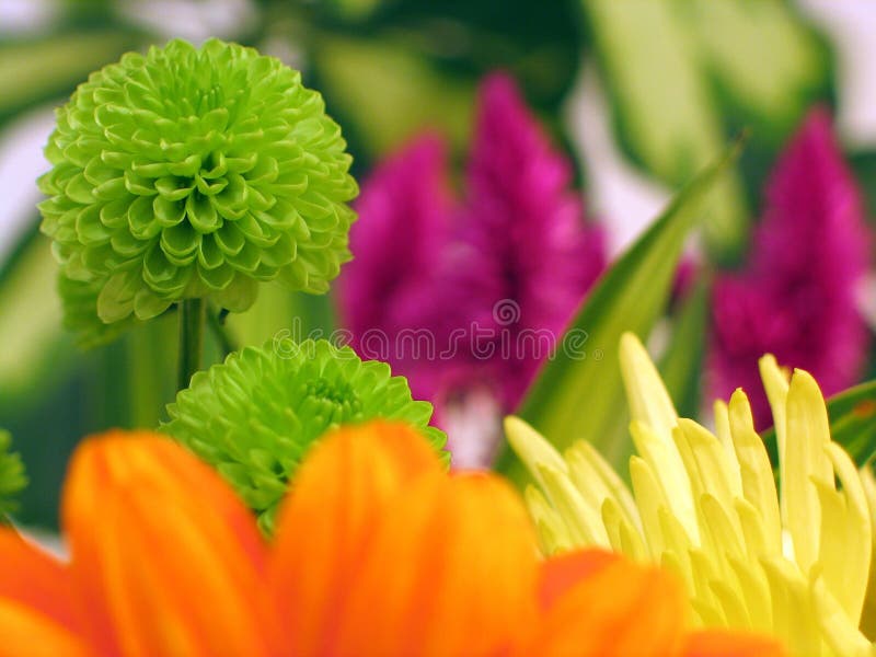 Gerbera forground цветков хризантемы цветастый стоковое фото rf
