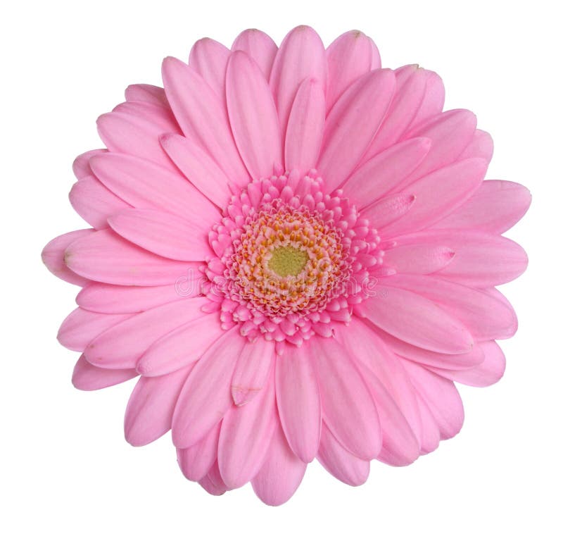 Gerbera head