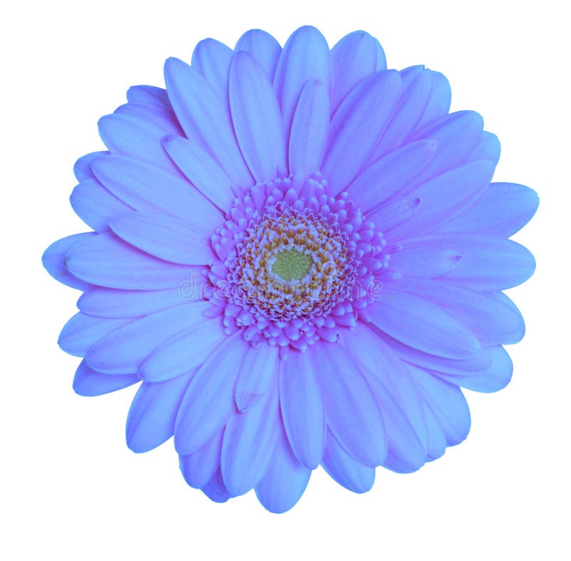 Gerbera head stock image. Image of plant, gerbera, beautiful - 2485153