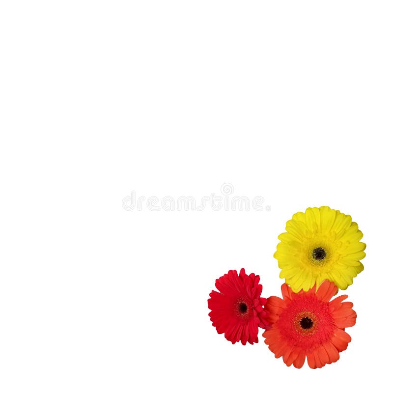 Gerbera isolated on a white background border. frame with flowers in the corner. red, orange and yellow blooming. Template for