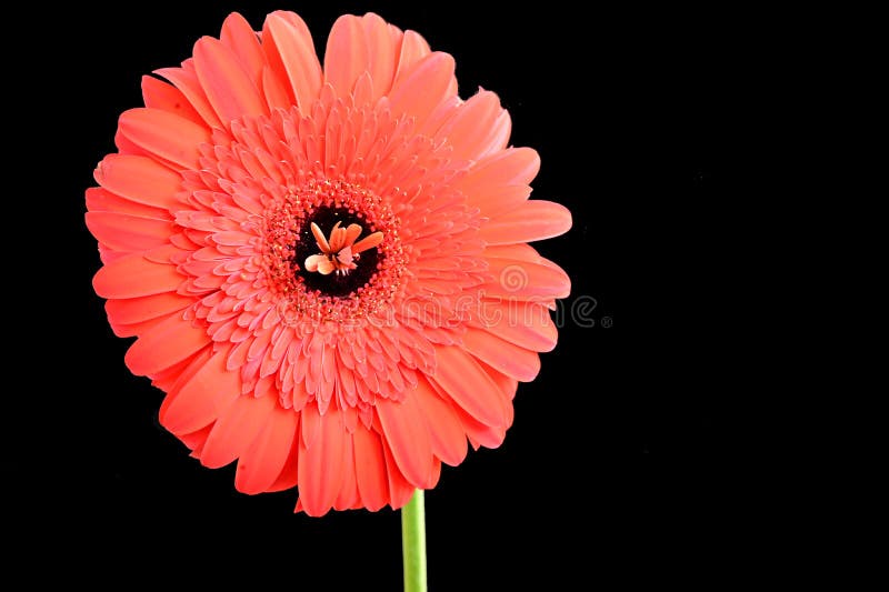 Gerbera Muy Colorida Muy Cerca Foto de archivo - Imagen de colorido, color:  167077876