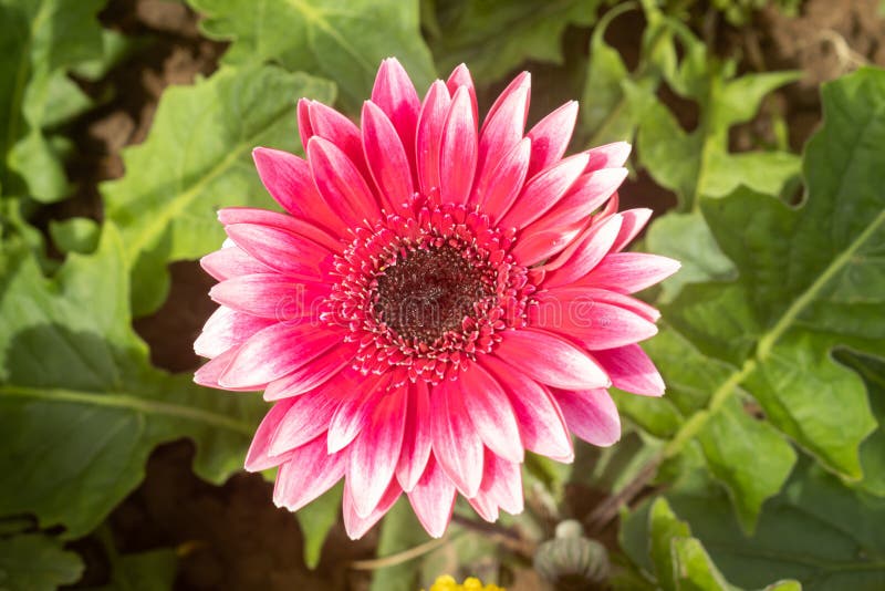 Gerbera Roja Margarita O Flor Gerbera Sobre Fondo De Hojas Verdes Foto de  archivo - Imagen de hermoso, hoja: 184426976