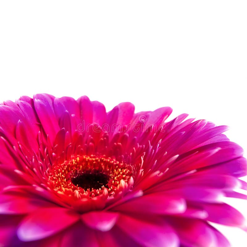 Gerbera rojo imágenes de archivo libres de regalías Gerbera rojo imágenes de archivo libres de regalías
