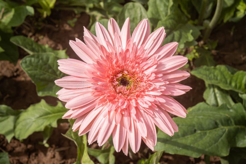 Gerbera Rosa Margarita O Flor Gerbera Sobre Fondo De Hojas Verdes Foto de  archivo - Imagen de planta, flora: 184426940