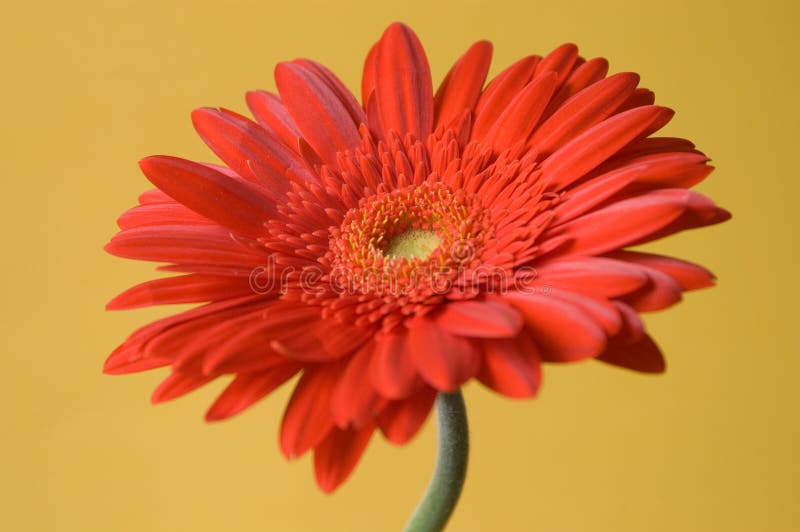 Gerbera Rossa Su Fondo Giallo Immagine Stock - Immagine di ...