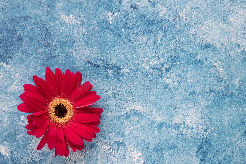 Gerbera rouge lumineux sur le fond bleu et blanc de peinture acrylique photos libres de droits Gerbera rouge lumineux sur le fond bleu et blanc de peinture acrylique photos libres de droits