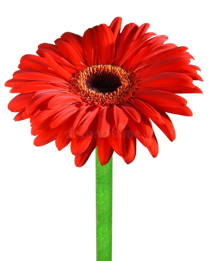 Gerbera, stokrotka kwiat obraz stock Gerbera, stokrotka kwiat obraz stock