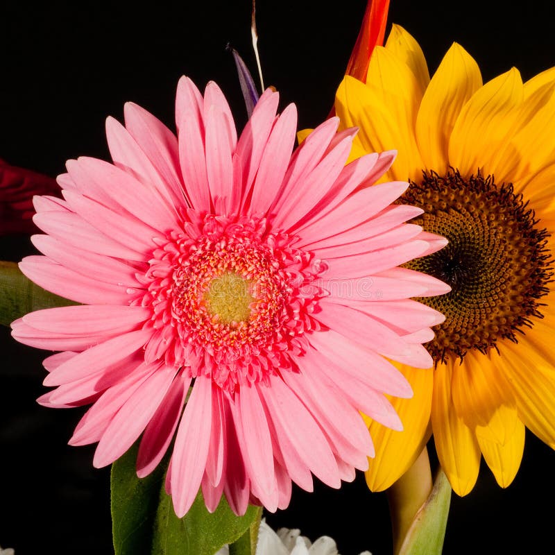 Gerbera and Sunflower Flowers on White Background Stock Photo Image