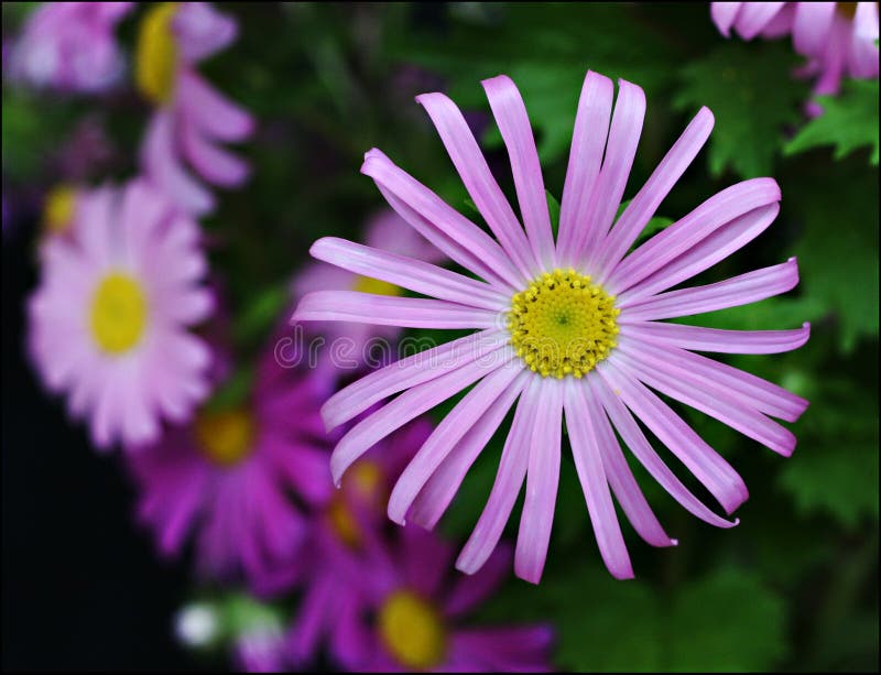 Gerbera viola immagini stock libere da diritti