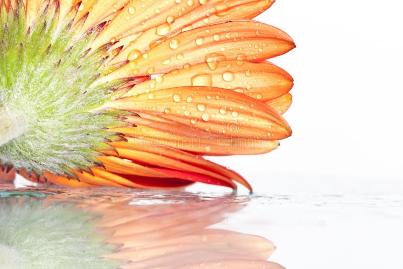 Gerbera with water drops stock photo. Image of macro 33606506