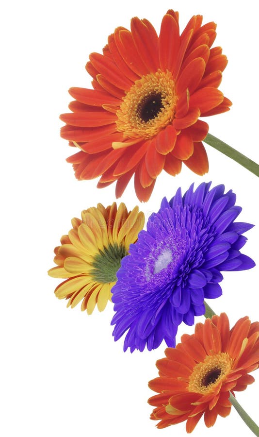 gerbera λουλουδιών στοκ φωτογραφία με δικαίωμα ελεύθερης χρήσης gerbera λουλουδιών στοκ φωτογραφία με δικαίωμα ελεύθερης χρήσης