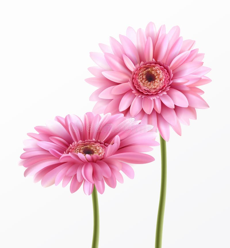 Gerbera bloem op witte achtergrond. Vectorillustratie stock illustratie