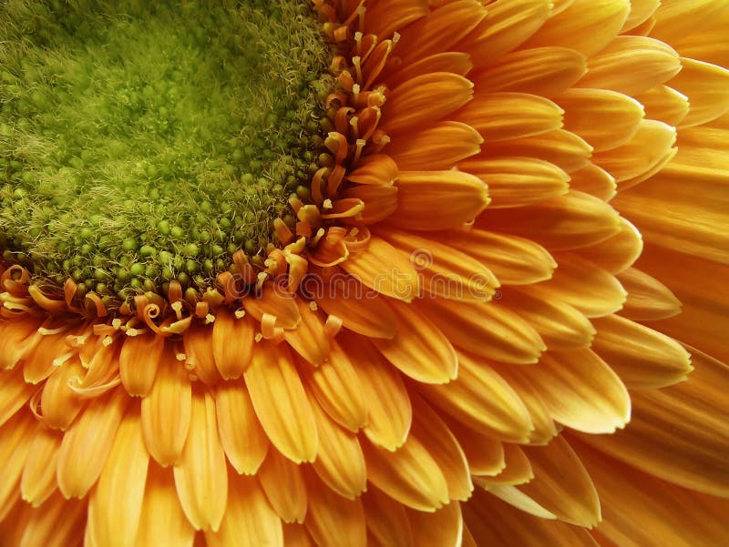 Gerberas 3 stock afbeelding Gerberas 3 stock afbeelding