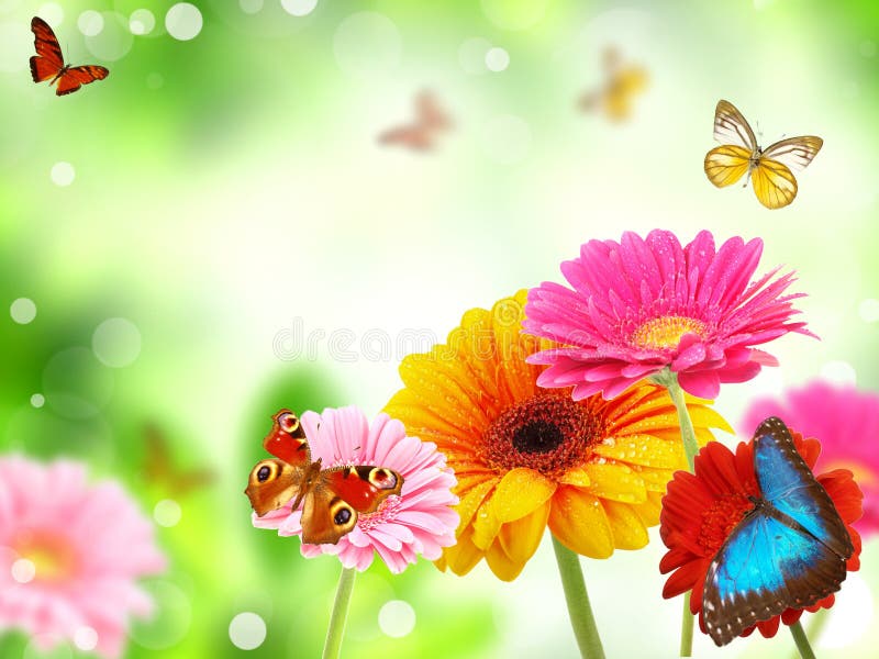 Gerberas with butterflies