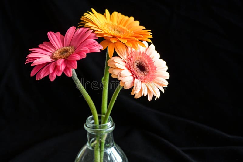 Gerberas coloridas en frasco de vidrio libre illustration
