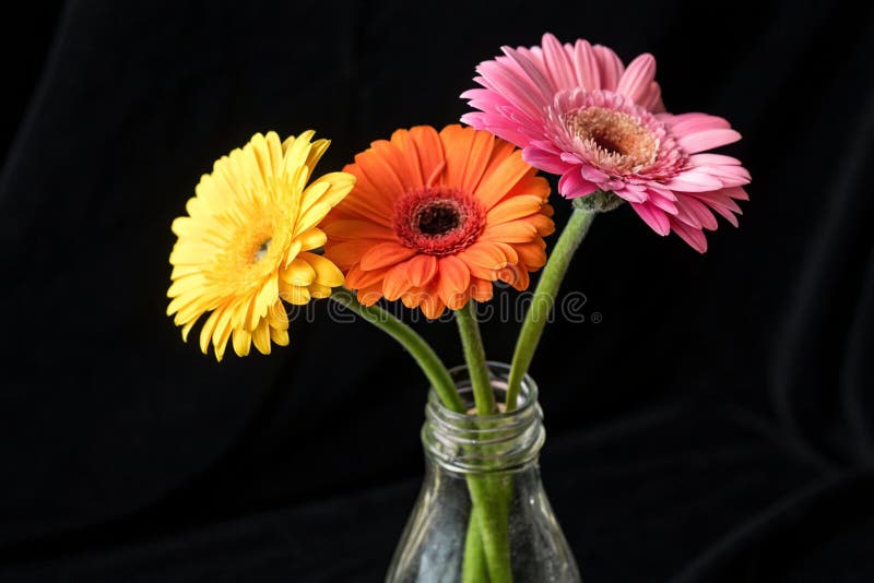 Gerberas coloridas en frasco de vidrio ilustración del vector