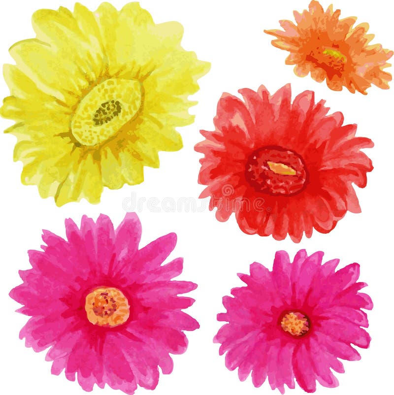 Gerberas coloridos en un fondo blanco Brotes de flor ilustración del vector