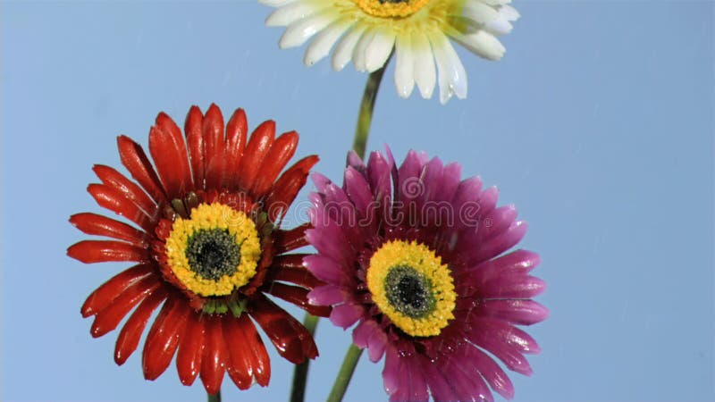 Gerbers regadas em super câmara lenta filme