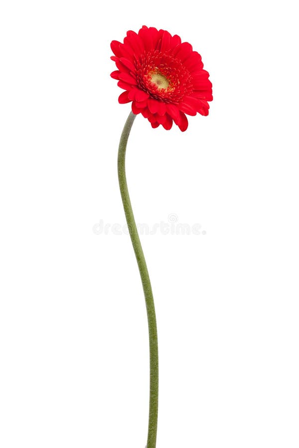 Gerberas rouges sur une longue cheminée mince images libres de droits Gerberas rouges sur une longue cheminée mince images libres de droits