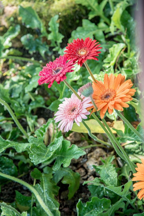 Gerberblumen Mit Tropfen Im Garten Stockfoto Bild von blume, garten