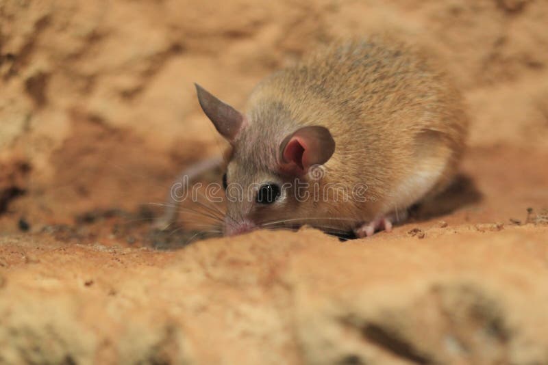 Gerbil africain du nord image stock. Image du gerbille 25797761