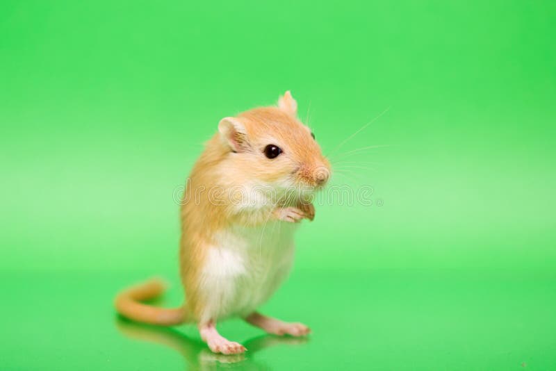 Gerbil cute pet stock image. Image of color, background 87360865