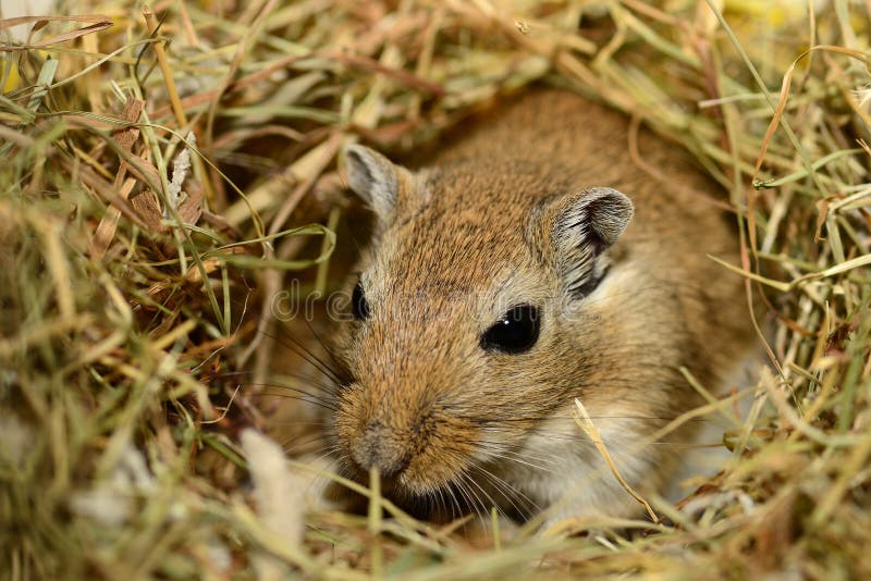 Gerbil in nest royalty free stock image