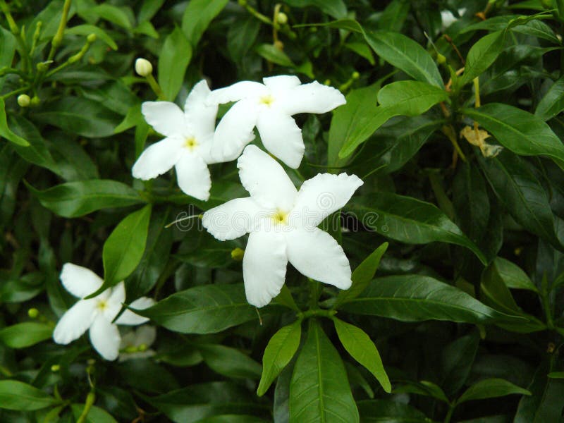 Gerdenia Crape Jasmine.