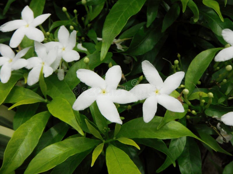 Gerdenia Crape Jasmine Flower.