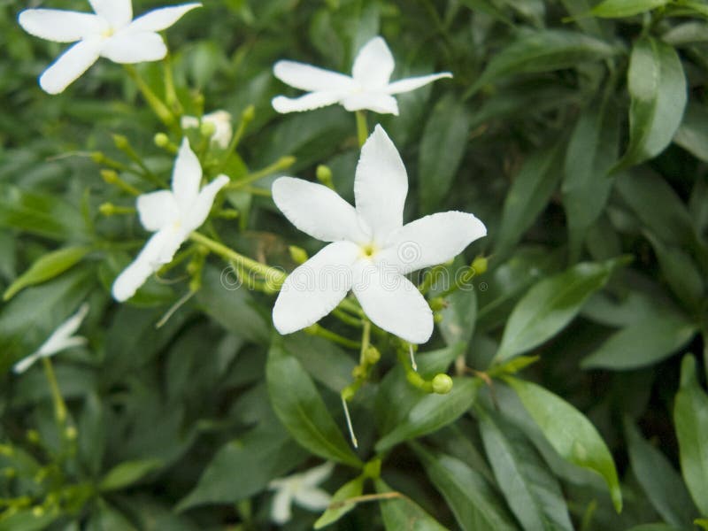 Gerdenia Crape Jasmine Flower.