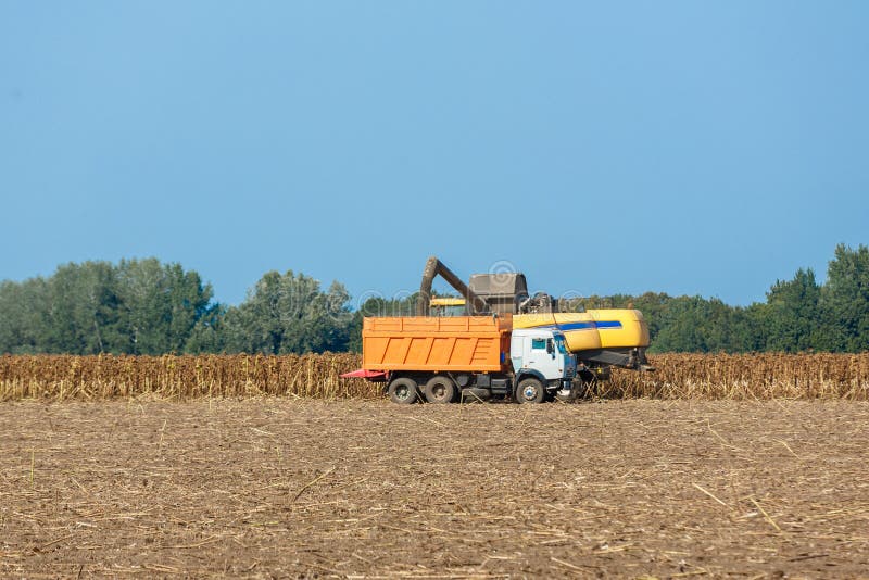 Gereifte Sonnenblumen der Erntemaschinen Ernte auf einem Feld lizenzfreies stockfoto Gereifte Sonnenblumen der Erntemaschinen Ernte auf einem Feld lizenzfreies stockfoto