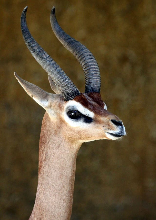 Gerenuk