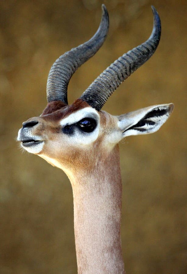 Gerenuk