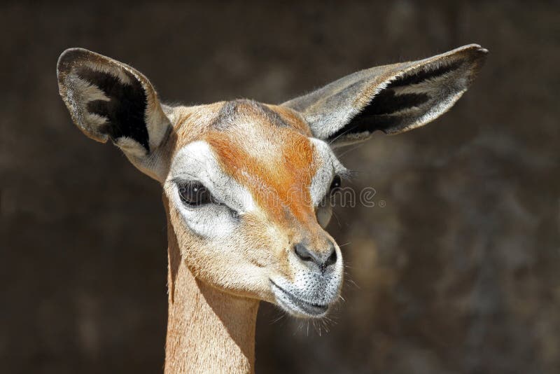 Gerenuk