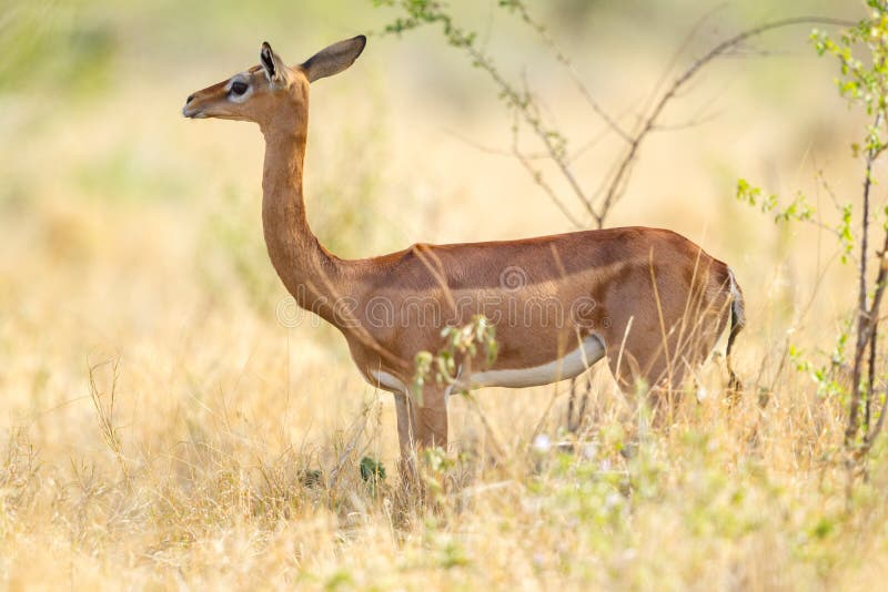 Gerenuk femelle image libre de droits Gerenuk femelle image libre de droits