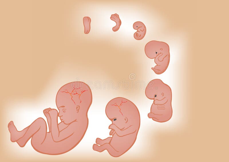 Germ in a womb of mother
