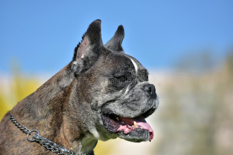 German Boxer with Cropped Ears Stock Image Image of cropping, green 93232853