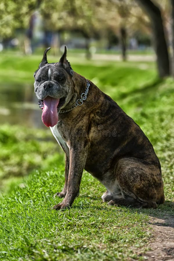 German Boxer with Cropped Ears Stock Image Image of cropped, adorable 93233401