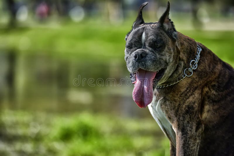 German Boxer with Cropped Ears Stock Image Image of beautiful, cropping 93233603