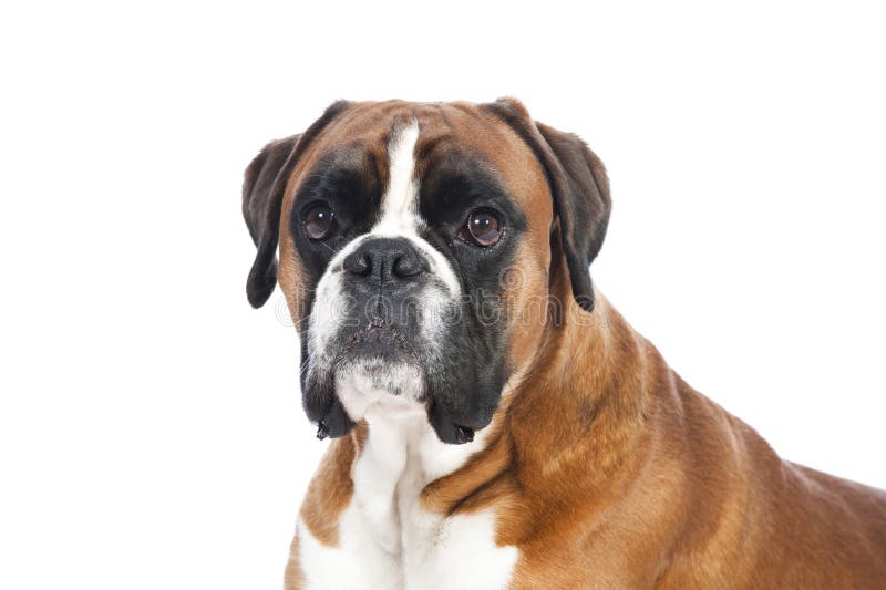 German boxer dog stock photo. Image of brown, front, pedigreed 28566280
