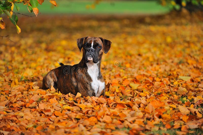 Playing German boxer dog stock photo. Image of look, curious 13029976
