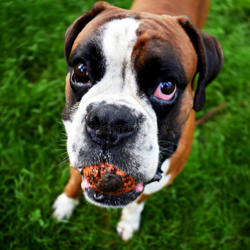 German boxer with orange playing ball in mouth stock images German boxer with orange playing ball in mouth stock images