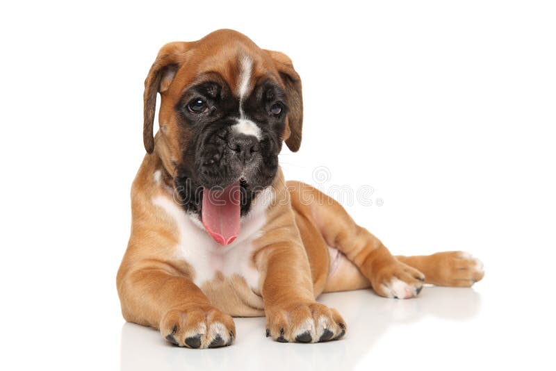 Boxer Dog Yawn Stock Photos Free & RoyaltyFree Stock Photos from