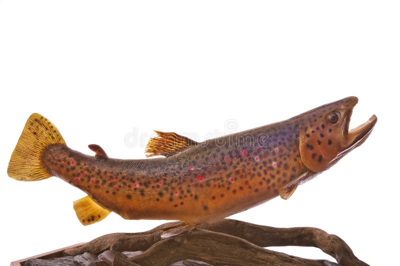 German Brown Trout stock image. Image of marine, skin 10939199